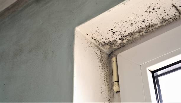 Best Black Mold Removal  in Prairie Du Chien, WI